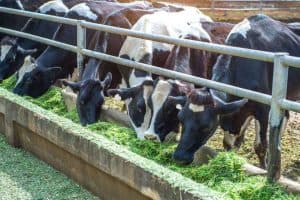 Agriculture at MTTI