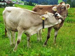 Agriculture at MTTI